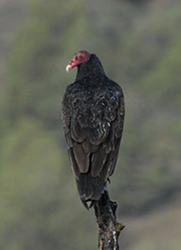 turkey vulture sitting on perch